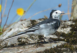 White Wagtail (yarrellii)