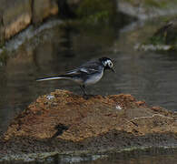 White Wagtail (yarrellii)