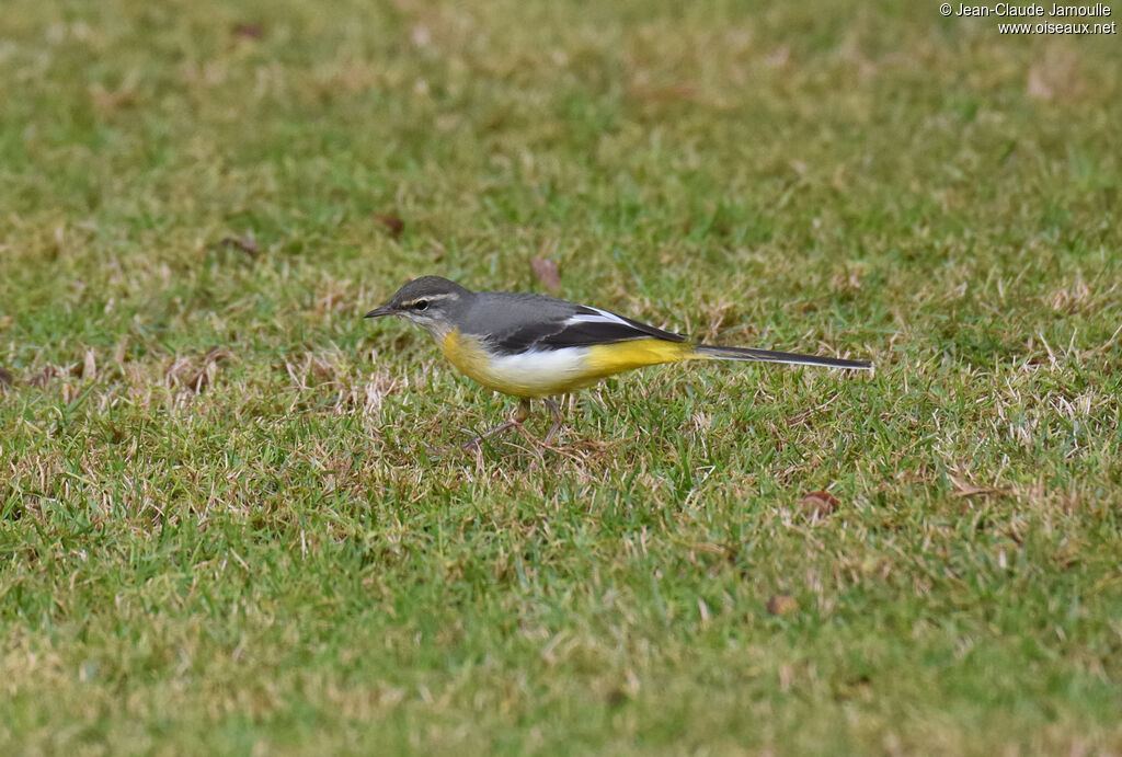 Grey Wagtail female