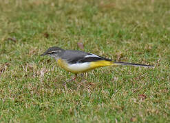 Grey Wagtail