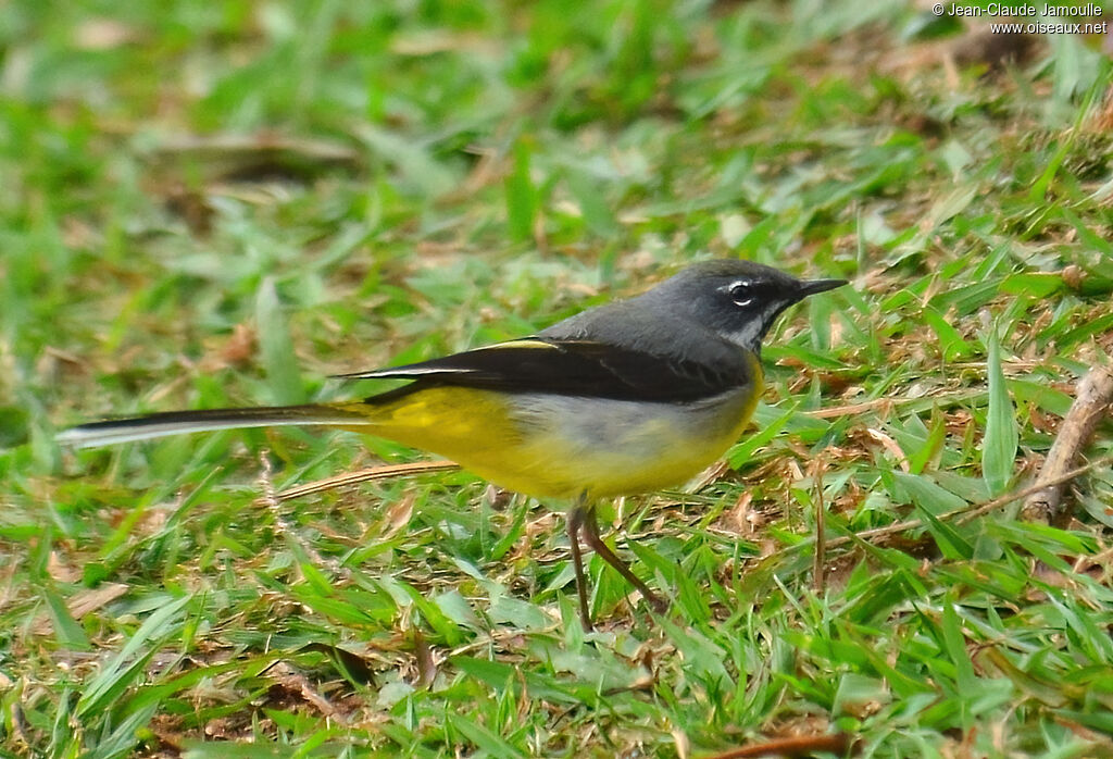 Bergeronnette des ruisseaux