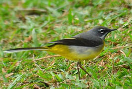 Grey Wagtail