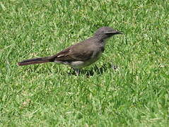 Cape Wagtail