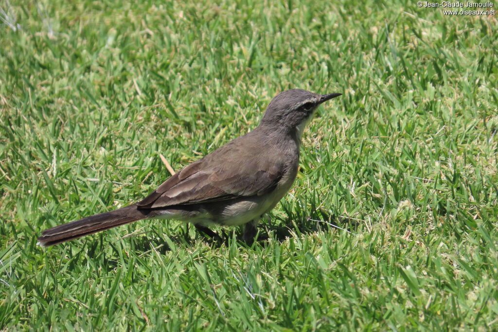 Cape Wagtail