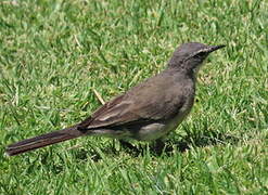 Cape Wagtail