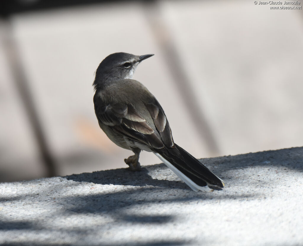 Cape Wagtail