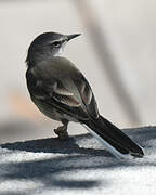 Cape Wagtail