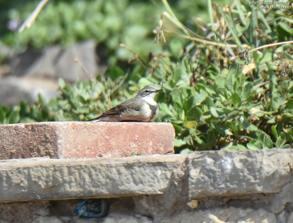 Cape Wagtail