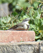 Cape Wagtail