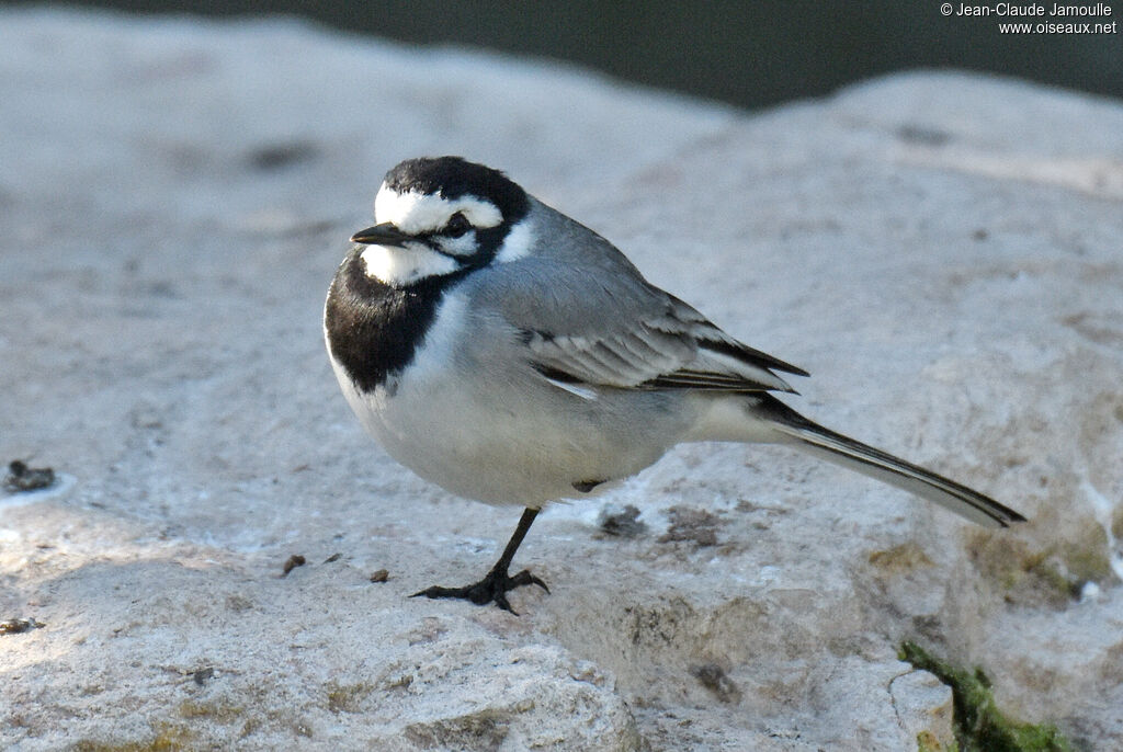 White Wagtail