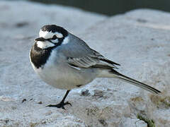 White Wagtail