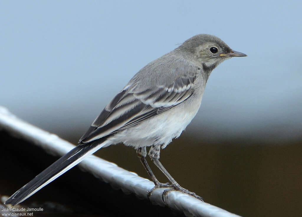 White Wagtailjuvenile