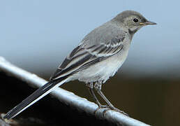 White Wagtail