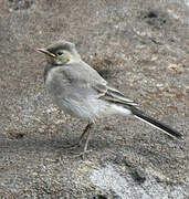 White Wagtail