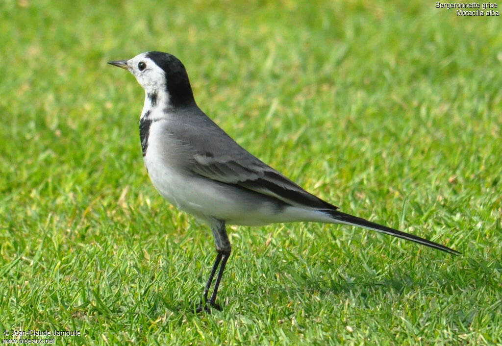 White Wagtail