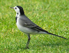 White Wagtail