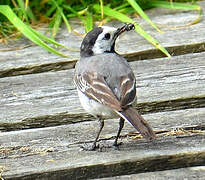 White Wagtail