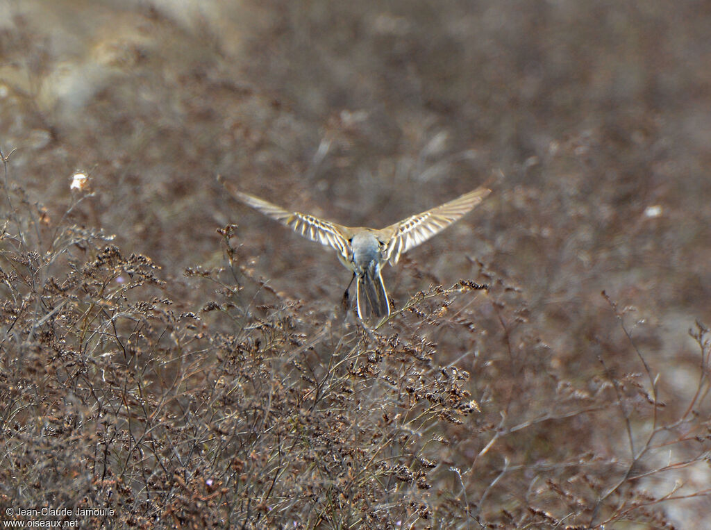 Western Yellow Wagtail, Flight