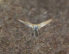 Western Yellow Wagtail