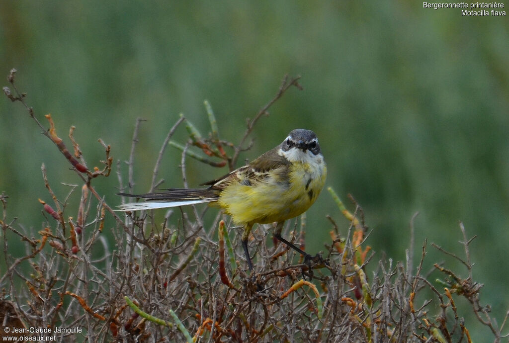 Western Yellow Wagtail male adult