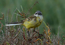 Western Yellow Wagtail