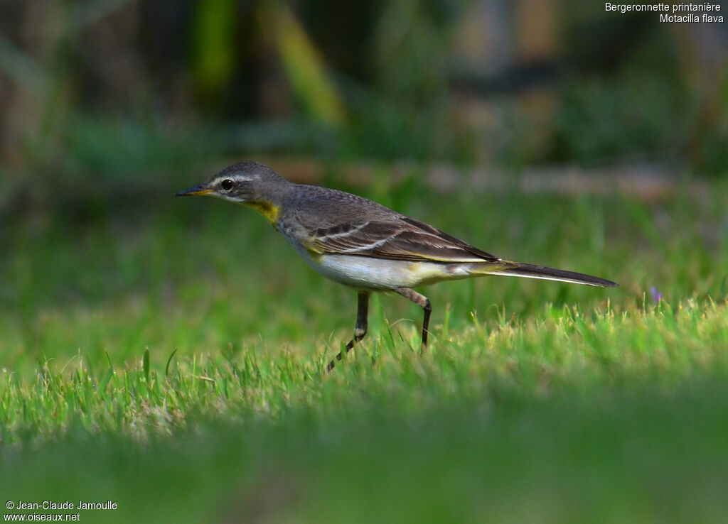 Western Yellow WagtailFirst year, Behaviour