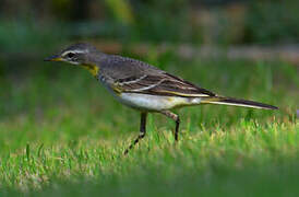 Western Yellow Wagtail