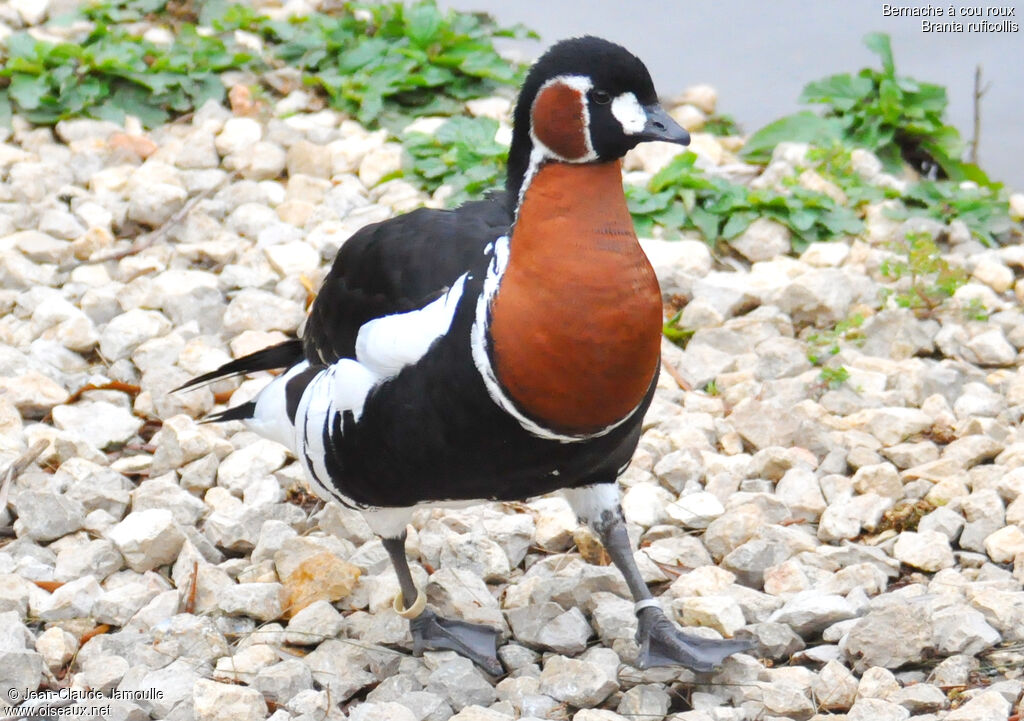 Red-breasted Gooseadult