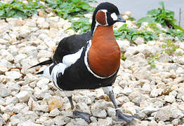 Red-breasted Goose