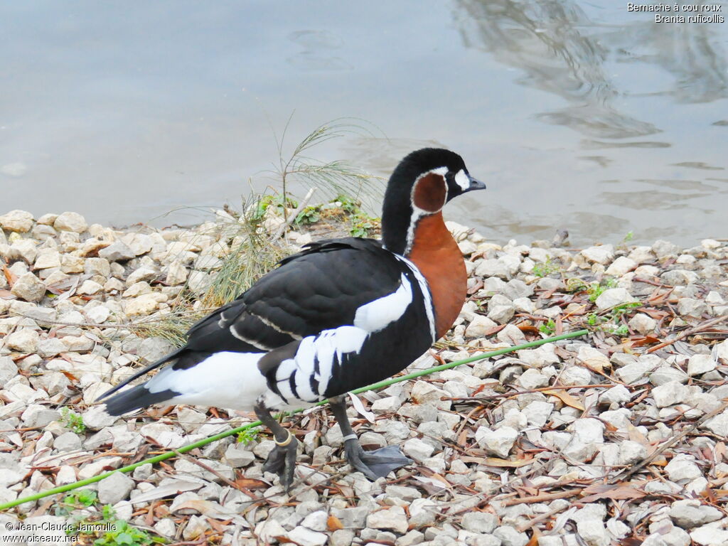 Red-breasted Gooseadult