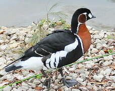 Red-breasted Goose