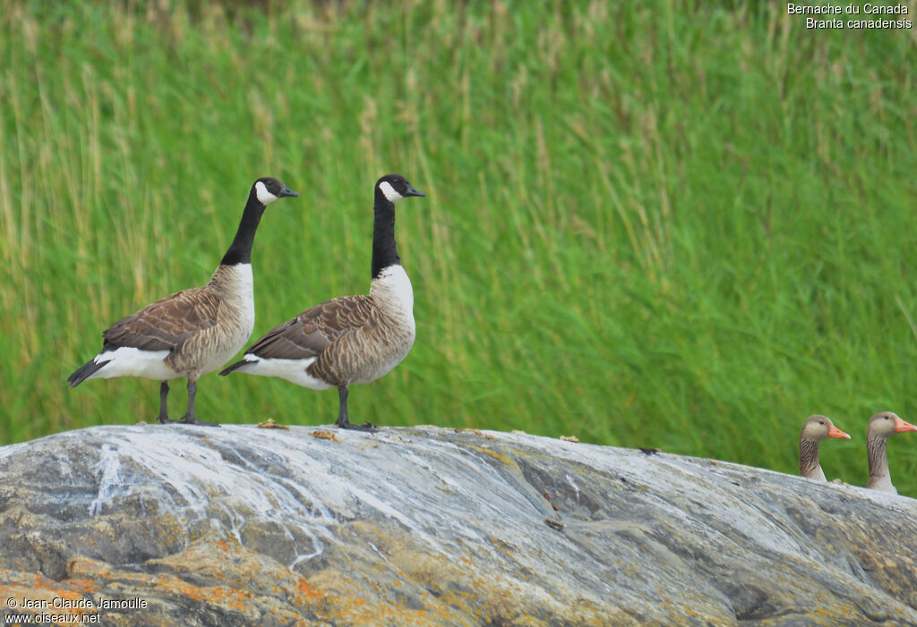 Canada Goose