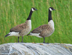 Canada Goose