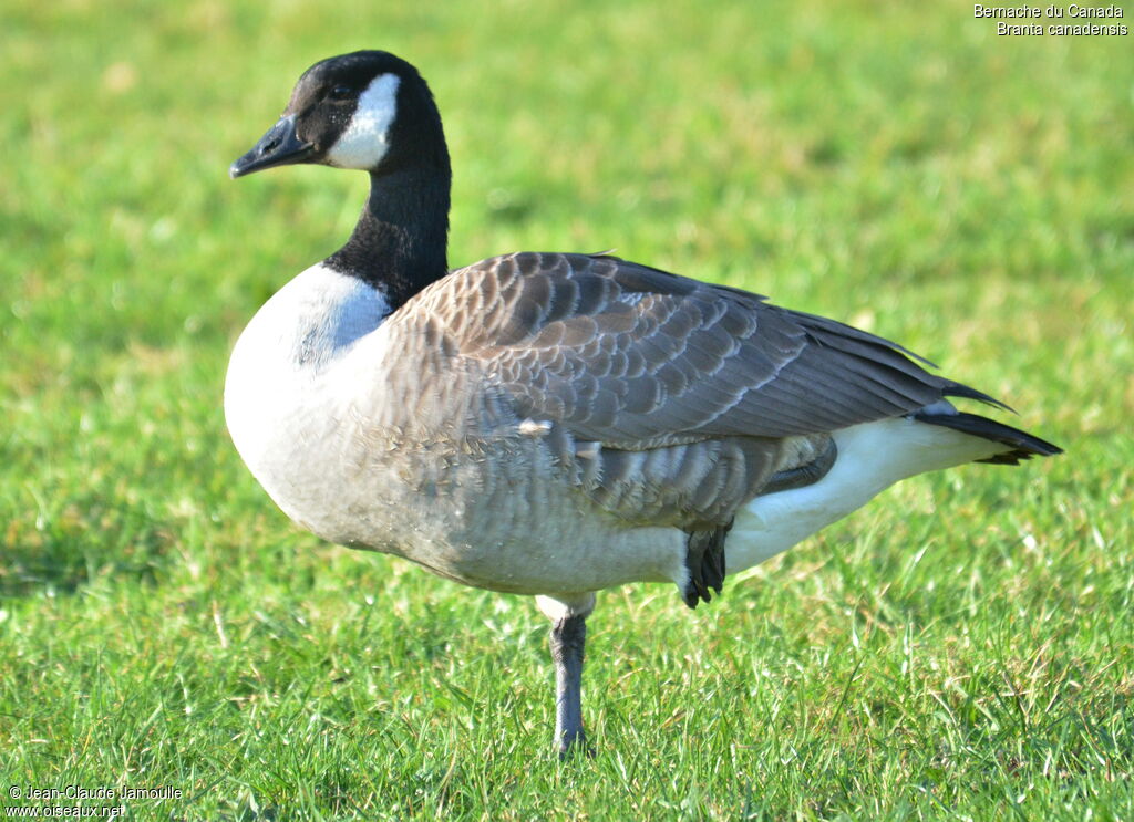 Canada Goose, Behaviour