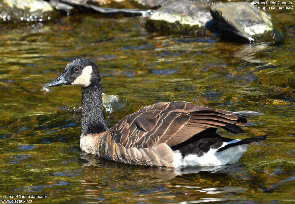 Canada Goose, Behaviour