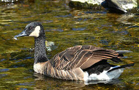 Canada Goose