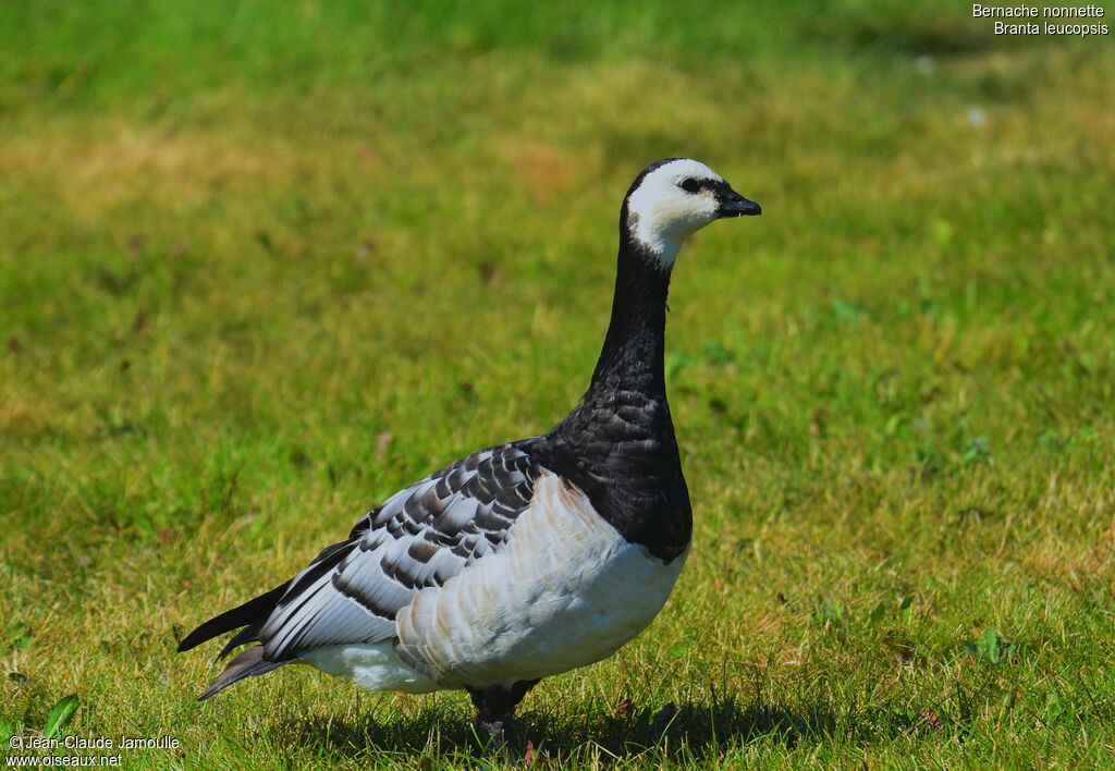 Barnacle Goose, Behaviour