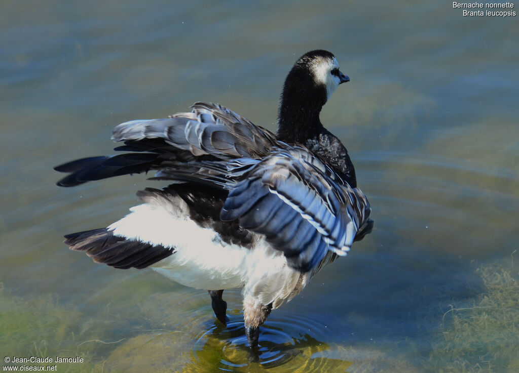 Barnacle Goose, Behaviour