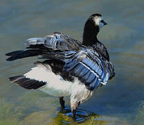 Barnacle Goose