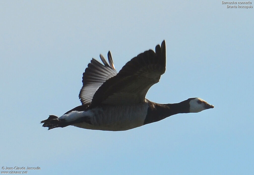 Barnacle Goose, Flight