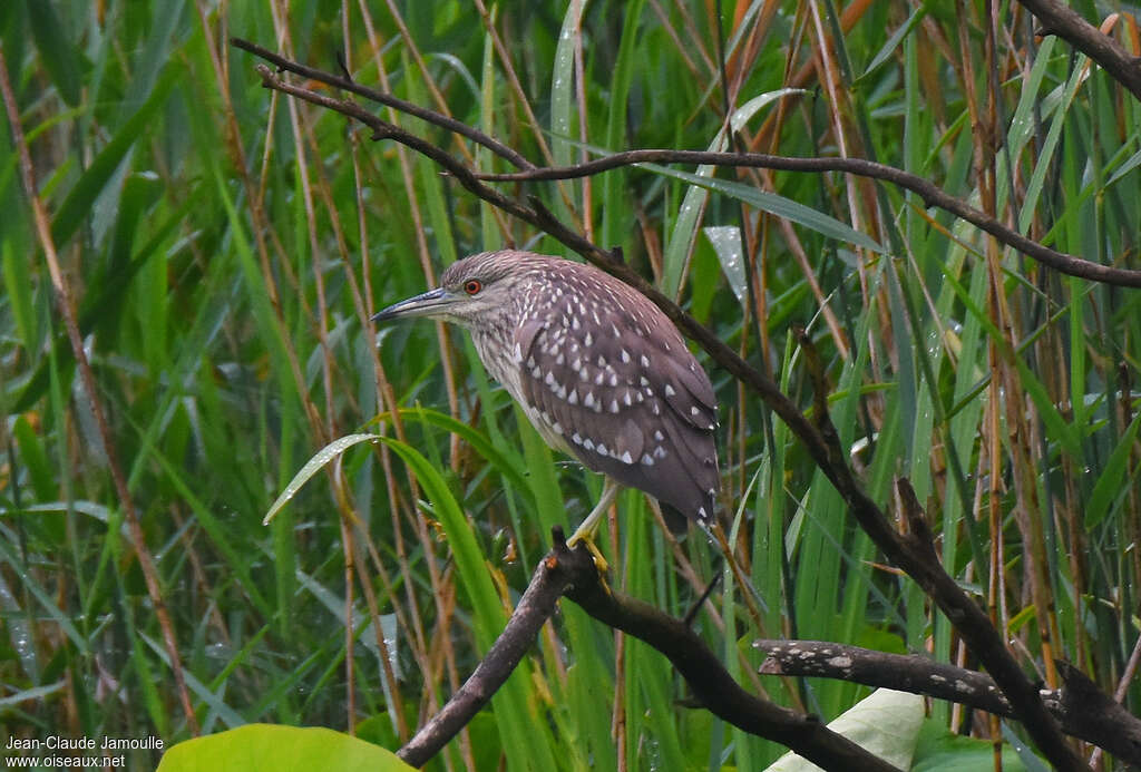 Black-crowned Night Heronjuvenile