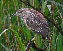 Black-crowned Night Heron