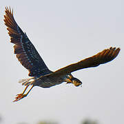 Black-crowned Night Heron