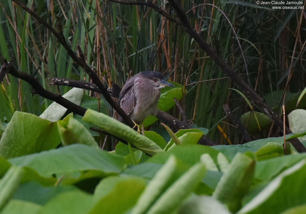 Black-crowned Night HeronSecond year