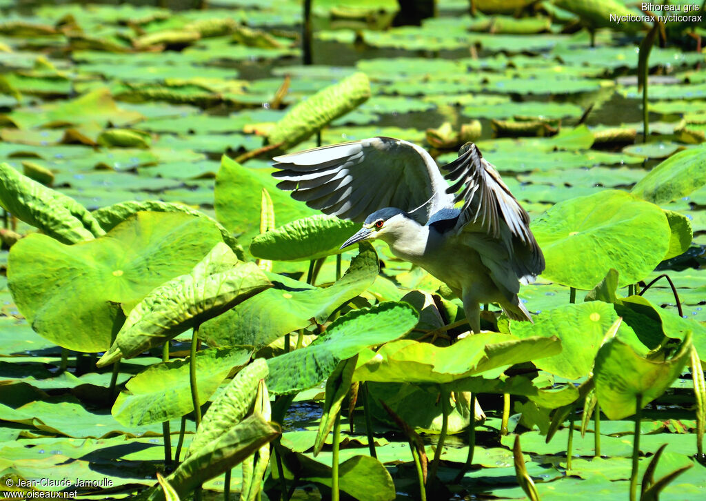 Black-crowned Night Heron, Behaviour