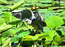 Black-crowned Night Heron