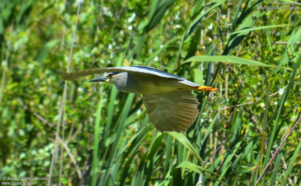 Black-crowned Night Heron, Flight