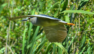 Black-crowned Night Heron