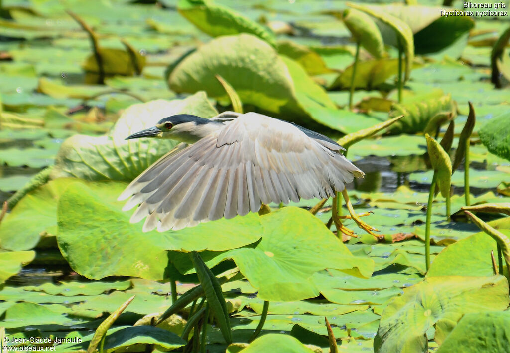 Black-crowned Night Heron, Flight