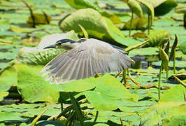 Black-crowned Night Heron